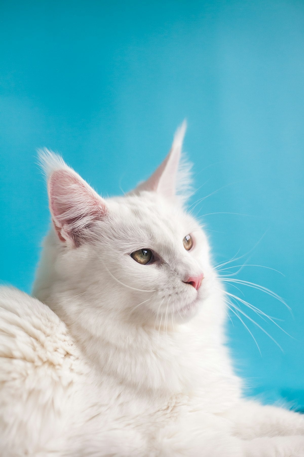 Comida Casera para Gatos: La Verdad sobre las Recetas que Circulan por Internet